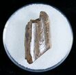 Tyrannosaurid Tooth Fragment - T-Rex #6952-1